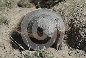 Hairy Armadillo, in desert environment, photo