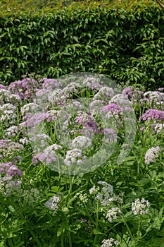 Hairy chervil Chaerophyllum hirsutum Roseum, plants with white and pink flowers