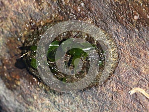 Hairy Chiton - Mopalia ciliata photo
