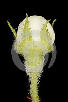 Hairy Cockspurthorn (Crataegus submollis). Flower Bud Closeup