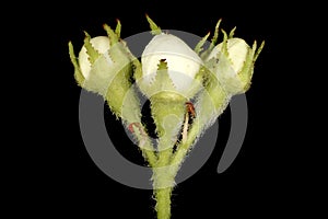 Hairy Cockspurthorn (Crataegus submollis). Flower Buds Closeup