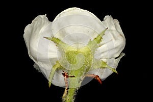 Hairy Cockspurthorn (Crataegus submollis). Flower Closeup