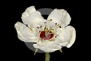 Hairy Cockspurthorn (Crataegus submollis). Flower Closeup