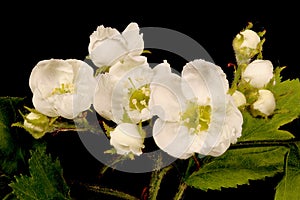 Hairy Cockspurthorn (Crataegus submollis). Inflorescence Closeup