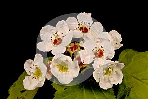 Hairy Cockspurthorn (Crataegus submollis). Inflorescence Closeup