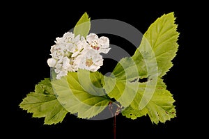 Hairy Cockspurthorn (Crataegus submollis). Inflorescence Closeup