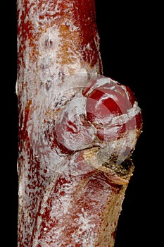 Hairy Cockspurthorn (Crataegus submollis). Lateral Bud Closeup