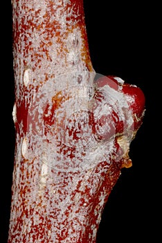 Hairy Cockspurthorn (Crataegus submollis). Lateral Bud Closeup