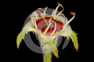 Hairy Cockspurthorn (Crataegus submollis). Senescent Flower Closeup