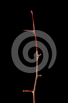 Hairy Cockspurthorn (Crataegus submollis). Wintering Twig Closeup