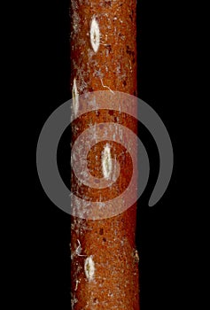 Hairy Cockspurthorn (Crataegus submollis). Wintering Twig Detail Closeup