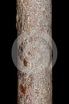 Hairy Cockspurthorn (Crataegus submollis). Wintering Twig Detail Closeup