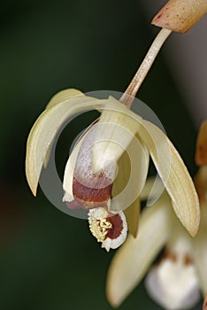 Hairy Coelogyne Orchid