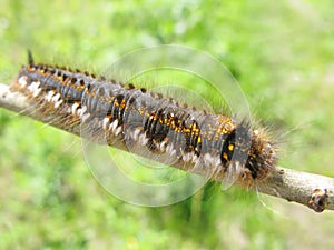 Hairy colored caterpillar