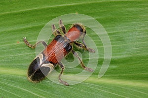 Hairy and colorful Checkered Beetle