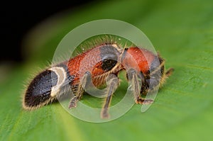 Hairy and colorful Checkered Beetle