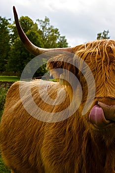 Hairy coo