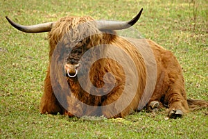 Hairy Coo