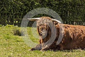 Hairy Coo