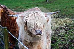 Hairy Coos in a Pen