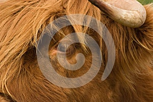 Hairy Cow Closeup