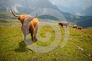 Hairy cow in the mountains