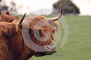 hairy cow portrait