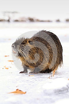 Hairy coypu on ice