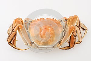 Hairy crab