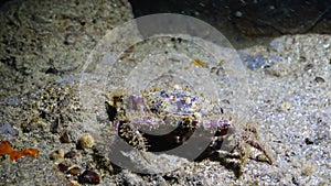 Hairy crab Pilumnus hirtellus, medium shot. Black Sea. Ukraine