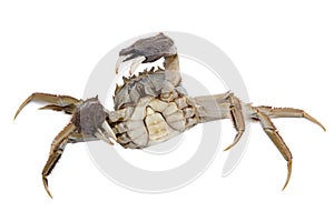 Hairy crabs Raised claws Isolated on white.