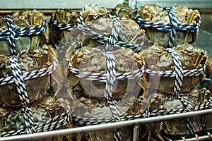 Hairy crabs for sale on fish market, Hongkong