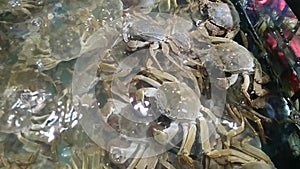 Hairy crabs are sold in the aquatic section of supermarkets