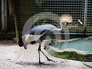 Hairy crowned head bird