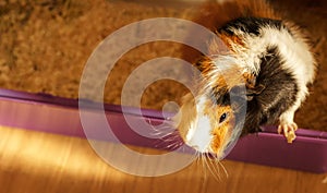 Curious Guinea Pig In Cage.