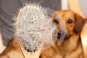 Hairy dog brush