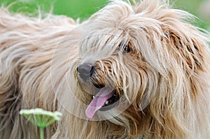 Hairy dog looking left, showing his tongue, while walking on meadow