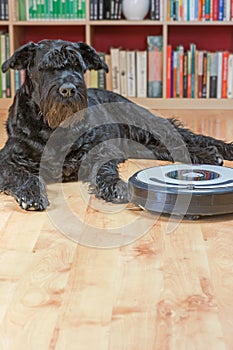 Hairy dog and the robotic vacuum cleaner.