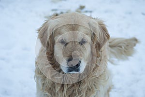 Hairy dog standing on the snow at winter