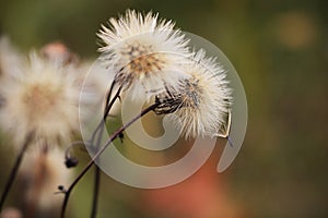 Hairy dry forest flowers with parachute seeds