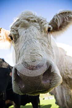 Hairy faced cow in a field