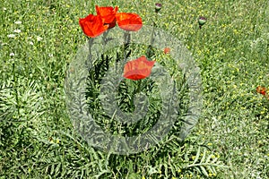 Hairy finely dissected leaves and flowers of oriental poppy