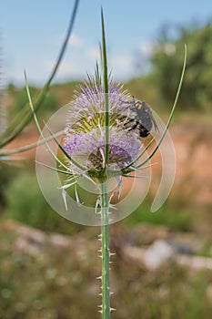 Hairy Flower Wasp on Thistle plant flower.