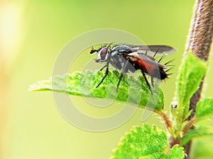 A hairy fly