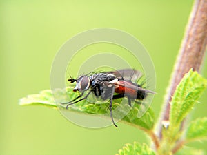 Hairy fly resting on a leaf, close-up