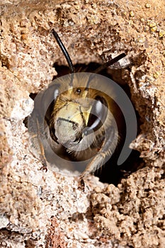 Hairy-Footed Flower Bee