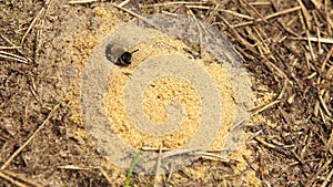 Hairy-Footed Flower Bee Anthophora plumipes leaks out the hole in sand