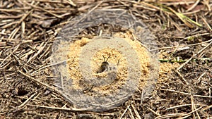 Hairy-Footed Flower Bee Anthophora plumipes slowly leaks out the hole in sand