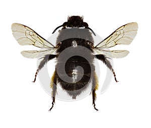 Hairy-footed Flower Bee on white Background