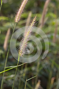 Hairy fountain grass flower